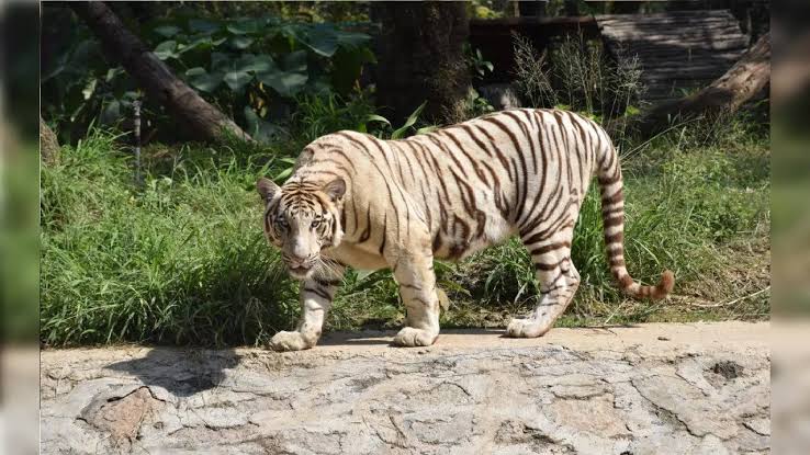 Delhi Zoo White Tiger Attack Man Full Video