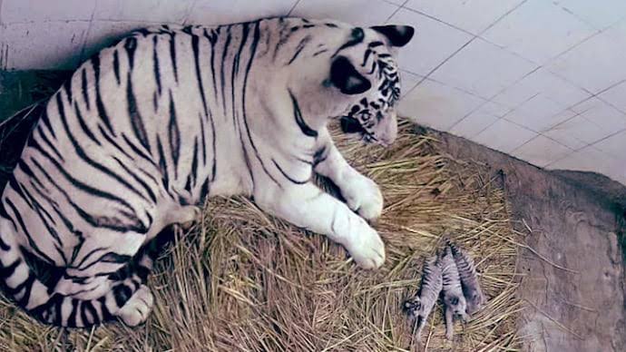 Delhi Zoo White Tiger