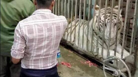 Delhi Zoo White Tiger Attack Man Full Video