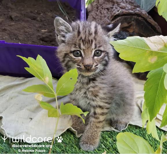 Three Girls One Kitten Stomped To Death Video