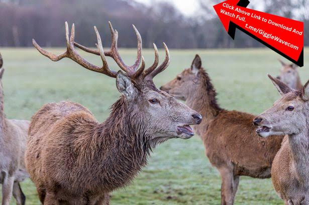 Zombie Deer Invade Wilderness Video