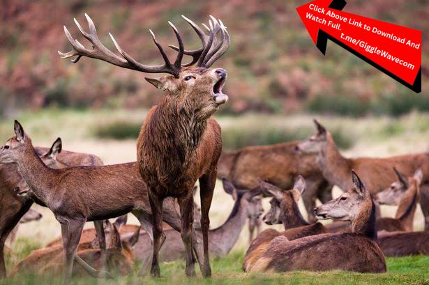 Zombie Deer Invade Wilderness Video