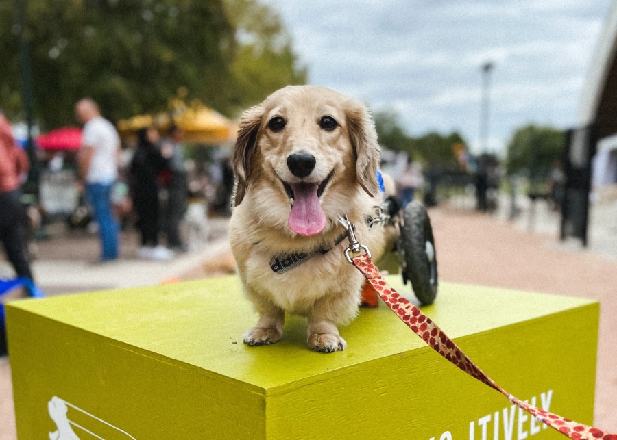 1719091769 206 Austin dachshund goes viral showing life on wheels wiener dog