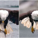 Incredible close-up video of eagle catching fish is viral with 124 million views