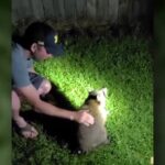 Man saves raccoon from choking on trash in viral video