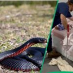 A TikTok video shows a man removing a snake from a little girl's bed.