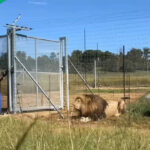 Viral video of men feeding lions sparks controversy and amazement online