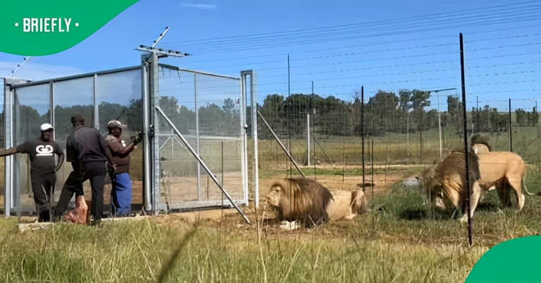 Viral video of men feeding lions sparks controversy and amazement.img